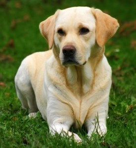 labrador-retriever-yellow.jpg