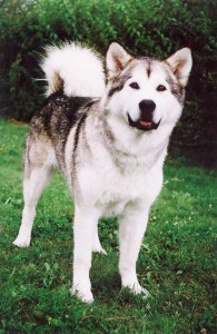 malamut11_04a.jpg