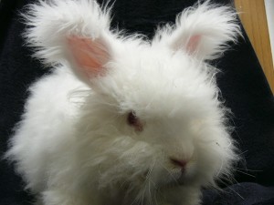 angora.jpg